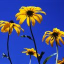 SAT 11/12 | Lisa Van Gemert delivers Keynote at 2016 MCGT Conference